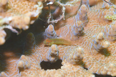 Gobiodon prolixus