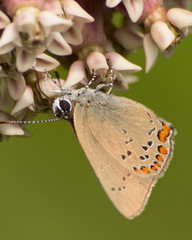 Satyrium titus