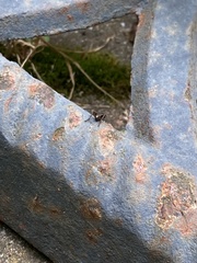 Eunemobius carolinus