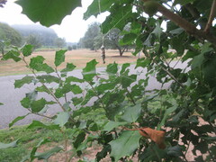 Mecynogea lemniscata