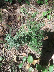 Ruscus aculeatus