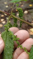 Urtica sondenii