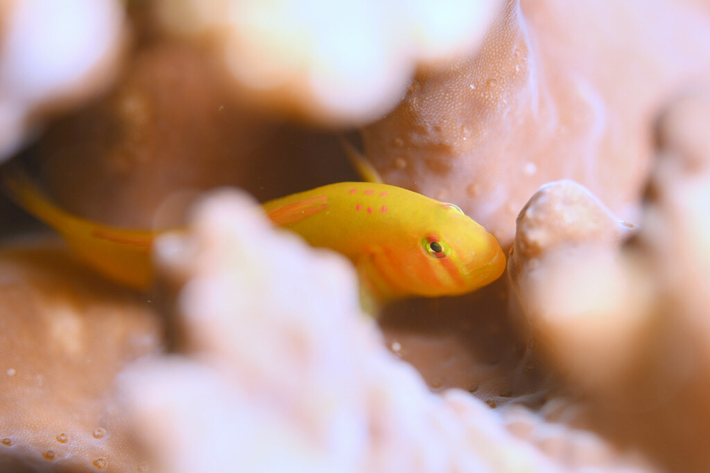 Earspot coralgoby (Gobiodon atrangulatus) — Gobiidae