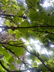 Brachyglottis repanda