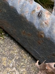 Eunemobius carolinus