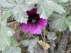 Malva arborea