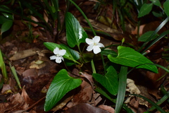 Viola lactiflora