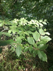 Fagus orientalis