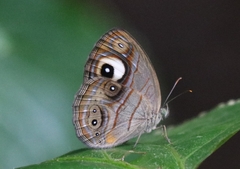Mycalesis junonia
