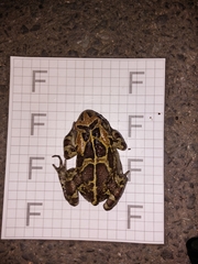 Sclerophrys pantherina