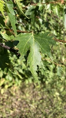 Betula pendula dalecarlica