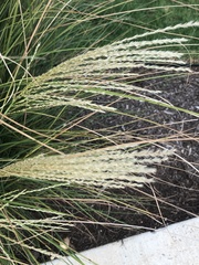 Miscanthus sinensis