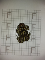 Sclerophrys pantherina