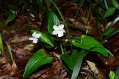 Viola lactiflora