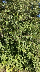 Betula pendula dalecarlica