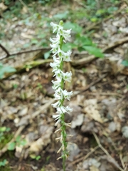 Spiranthes lacera