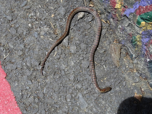 Formosa Kukri Snake, Oligodon formosanus