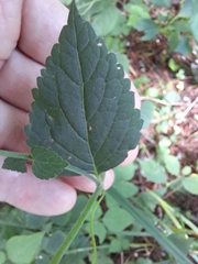 Phryma