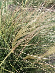 Miscanthus sinensis