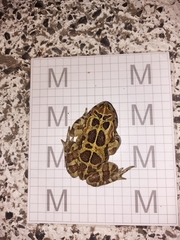 Sclerophrys pantherina