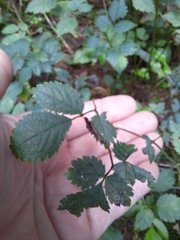 Phryma