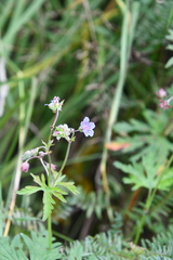 Geranium pseudosibiricum