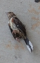 Pipilo erythrophthalmus