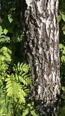 Betula pendula dalecarlica