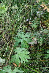 Geranium pseudosibiricum