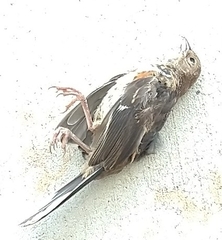 Pipilo erythrophthalmus