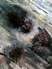 Stemonitis splendens