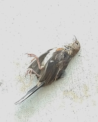 Pipilo erythrophthalmus