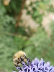 Bombus humilis