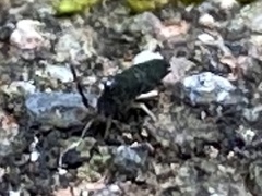 Lepidocyrtus paradoxus