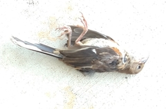 Pipilo erythrophthalmus