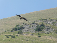 Gypaetus barbatus