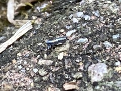 Lepidocyrtus paradoxus