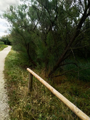 Tamarix