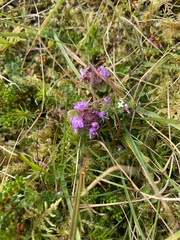 Thymus praecox britannicus