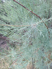 Tamarix