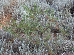 Eremophila glabra