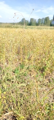 Panicum miliaceum ruderale