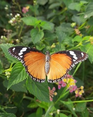 Hypolimnas misippus