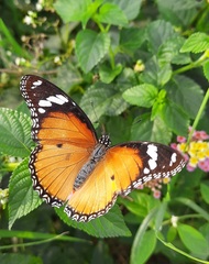 Hypolimnas misippus