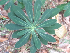 Euphorbia amygdaloides