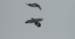 Gypaetus barbatus