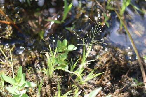 Image of Panicum philadelphicum by (c) Henry "Nick" Robertson, some rights reserved (CC BY-SA)