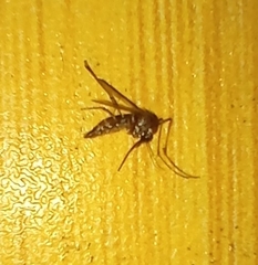 Aedes vigilax