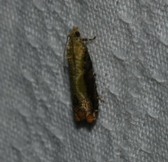 Dicephalarcha herbosa