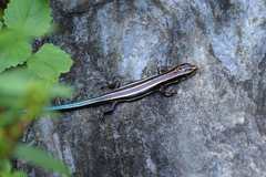 Plestiodon finitimus